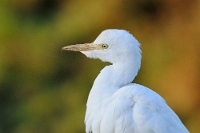 52259 Bubulcus ibis (Airone guardabuoi)